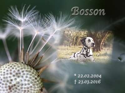 Bosson