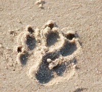 Spuren im Sand 