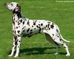 Mochaccino Dalmatian Dream