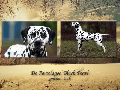 De Portolagoa Black Pearl